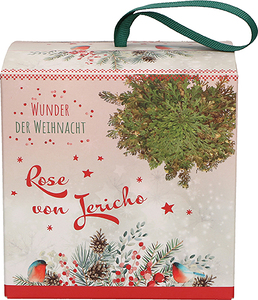 Rose von Jericho in Geschenkverpackung